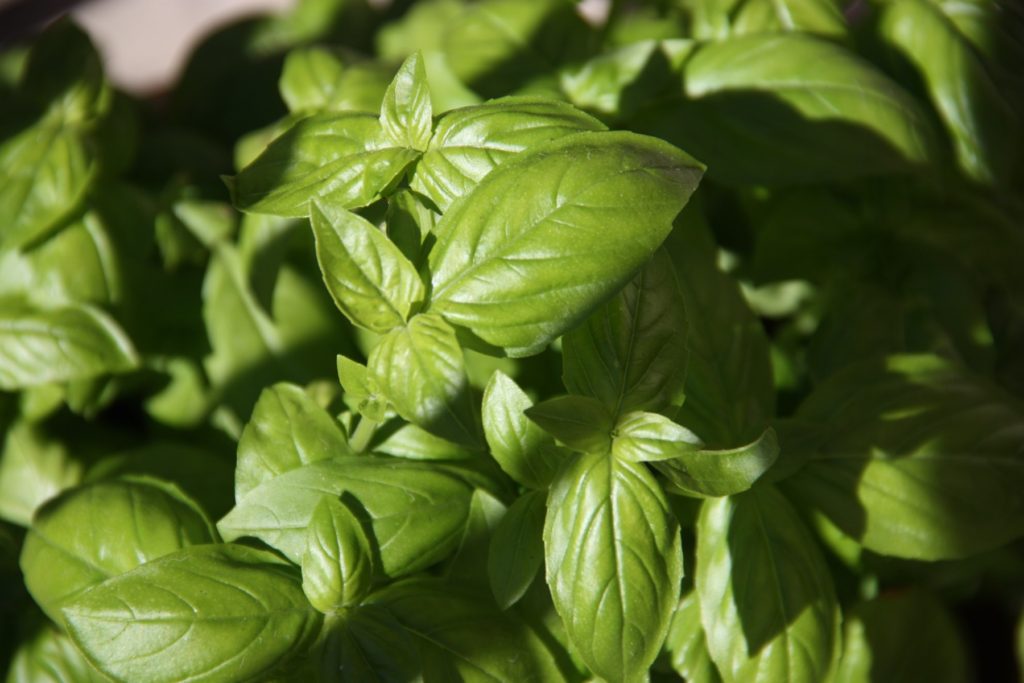 basil for pesto