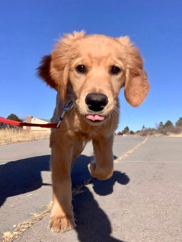 puppies and poop