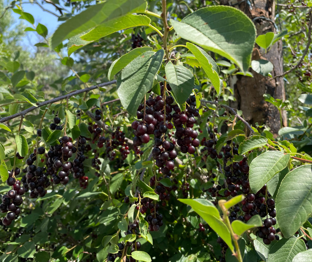 chokecherries backyard